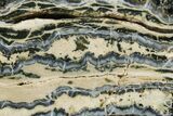 Mammoth Molar Slice With Case - South Carolina #349971-1